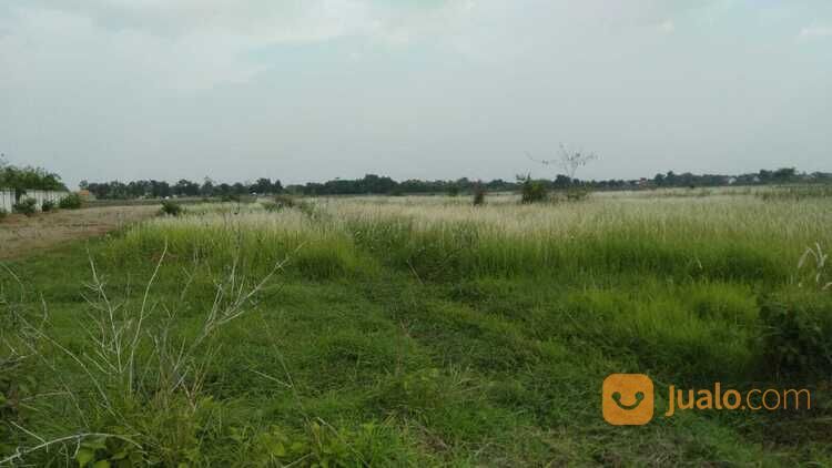 Lahan Kavling Tanah Kec. Ketanggungan Brebes Jawa Tengah