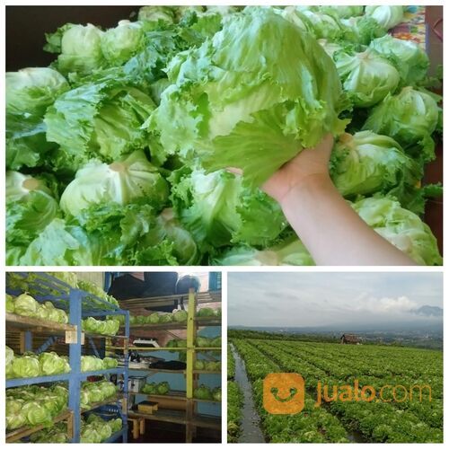 Sayur Segar Lettuce Langsung Petani Kota Batu Jatim