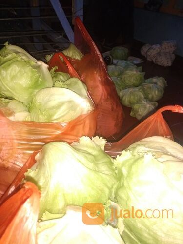 Sayur Segar Lettuce Langsung Petani Kota Batu Jatim