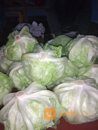 Sayur Segar Lettuce Langsung Petani Kota Batu Jatim