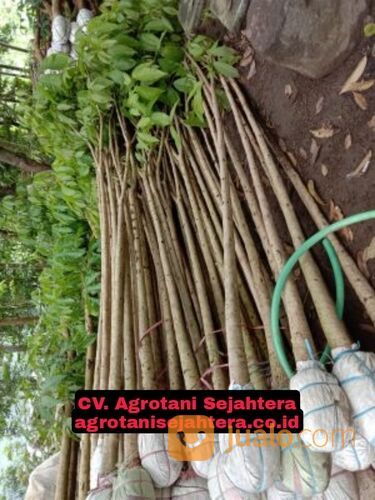 Pohon Tabebuya Terdekat Banjarnegara 081272952618 Berkualitas Dan Bergaransi