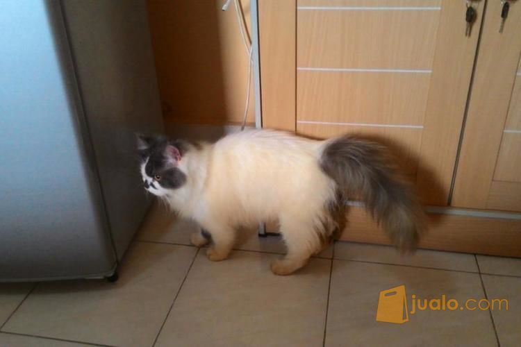 Kucing Persia Jantan 8 Bulan Abu Putih Krem
