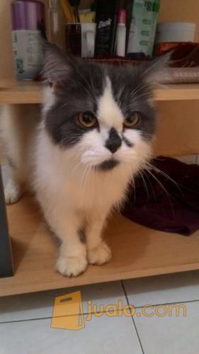 Kucing Persia Jantan 8 Bulan Abu Putih Krem