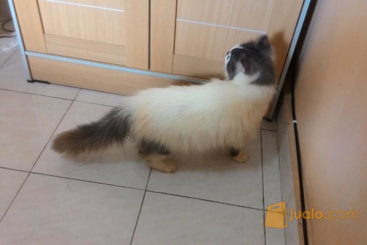 Kucing Persia Jantan 8 Bulan Abu Putih Krem