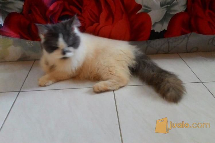 Kucing Persia Jantan 8 Bulan Abu Putih Krem