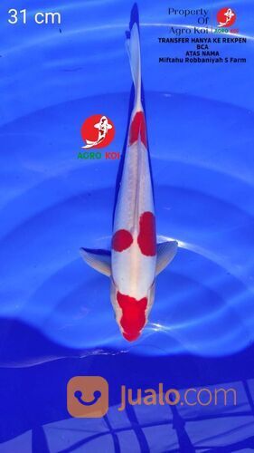 Sedia Ikan Koi Harga Terjangkau di Makassar