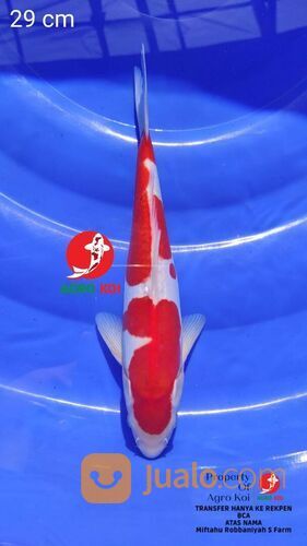 Sedia Ikan Koi Harga Terjangkau di Makassar