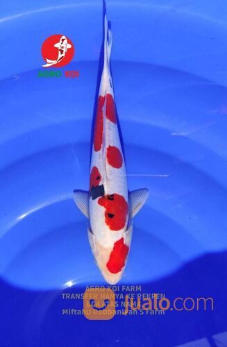 Sedia Ikan Koi Harga Terjangkau di Makassar