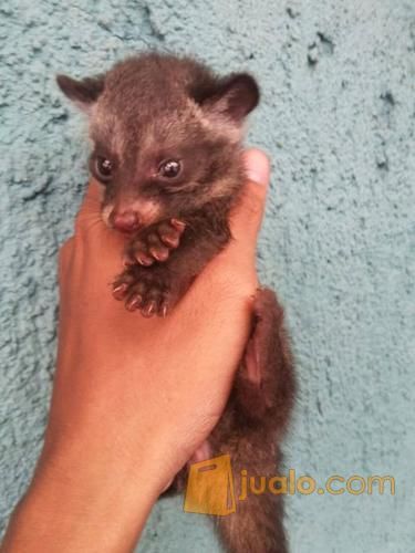 baby Musang pandan