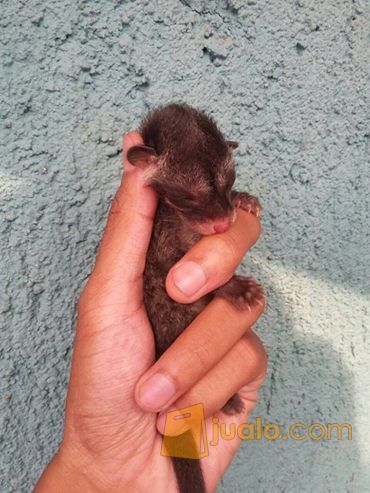 baby Musang pandan