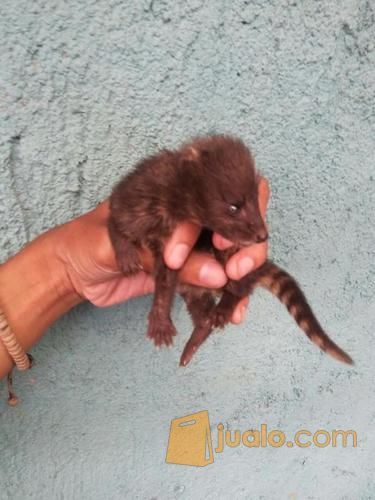 baby Musang pandan