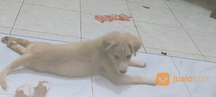 Anak Anjing Mix Labrador Jantan Dan Betina