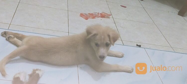 Anak Anjing Mix Labrador Jantan Dan Betina