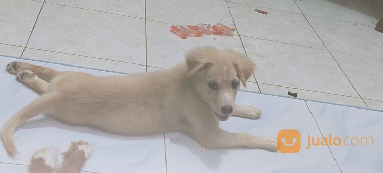 Anak Anjing Mix Labrador Jantan Dan Betina