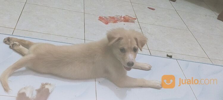 Anak Anjing Mix Labrador Jantan Dan Betina