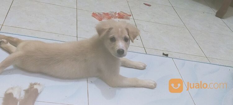 Anak Anjing Mix Labrador Jantan Dan Betina