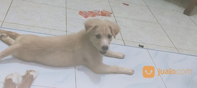 Anak Anjing Mix Labrador Jantan Dan Betina