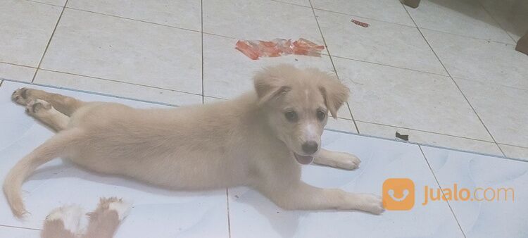 Anak Anjing Mix Labrador Jantan Dan Betina