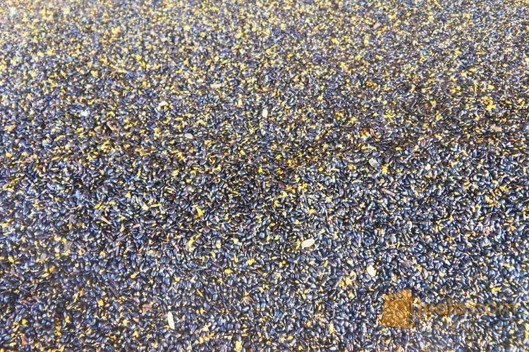 Biji Benih Akasia Mangium | Biji Bibit Akasia Daun Lebar | Harga Biji Akasia Mangium