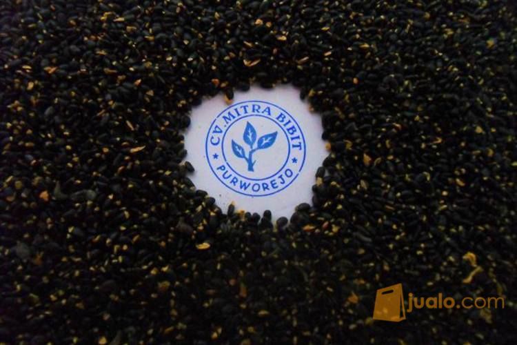 Biji Benih Akasia Mangium | Biji Bibit Akasia Daun Lebar | Harga Biji Akasia Mangium