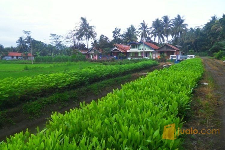 Biji Benih Akasia Mangium | Biji Bibit Akasia Daun Lebar | Harga Biji Akasia Mangium