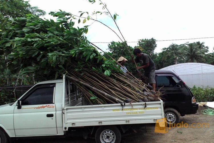 Biji Benih Akasia Mangium | Biji Bibit Akasia Daun Lebar | Harga Biji Akasia Mangium