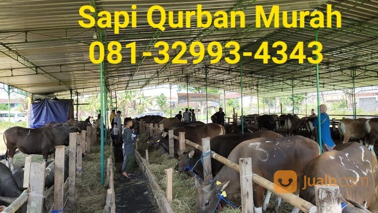 MURAH!!081-32993-4343, Harga Sapi Qurban Karanganyar,