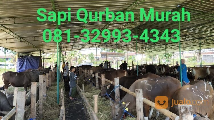 MURAH!!081-32993-4343, Harga Sapi Qurban Karanganyar,