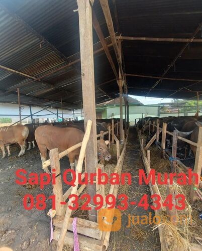 MURAH!!081-32993-4343, Harga Sapi Qurban Karanganyar,