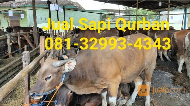 MURAH!!081-32993-4343, Harga Sapi Qurban Karanganyar,