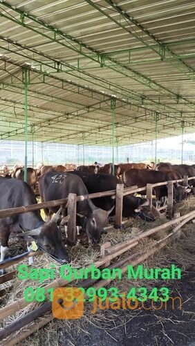 MURAH!!081-32993-4343, Harga Sapi Qurban Karanganyar,