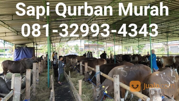 MURAH!!081-32993-4343, Harga Sapi Qurban Karanganyar,