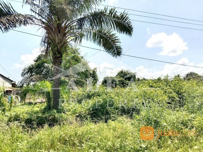 Alfa Property Tanah Trans Kalimantan Ambawang Pontianak