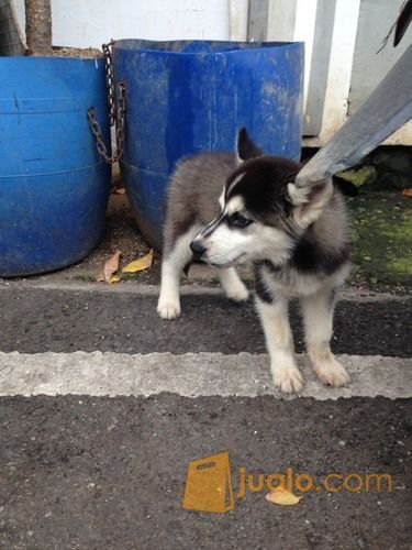 Siberian husky 2bln betina Flip Flop