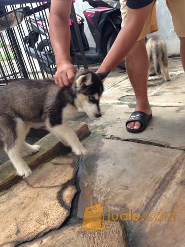 Siberian husky 2bln betina Flip Flop