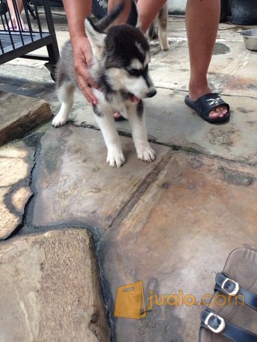 Siberian husky 2bln betina Flip Flop