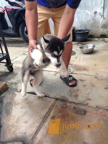 Siberian husky 2bln betina Flip Flop