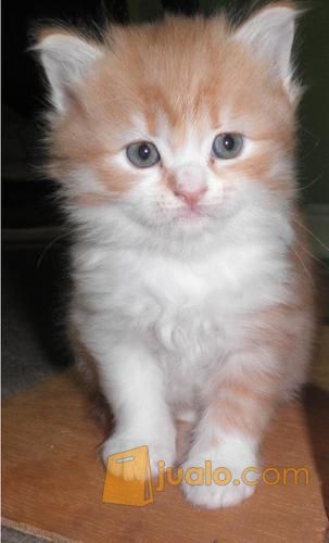 anak kucing persia