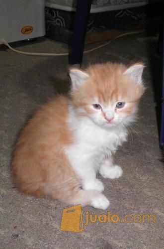 anak kucing persia