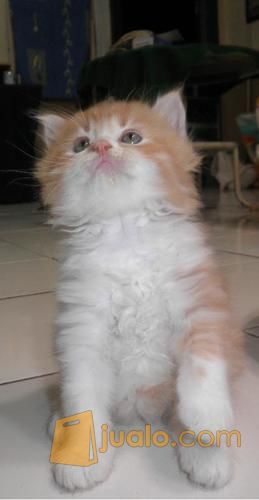 anak kucing persia