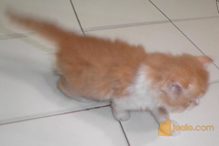 anak kucing persia