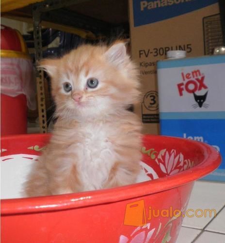 anak kucing persia