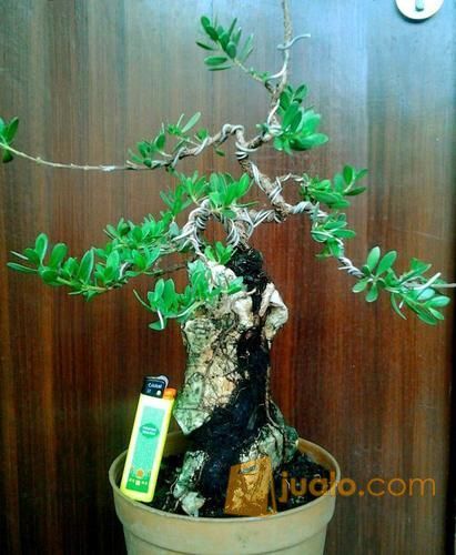 Bonsai bahan Santigi di Batu small size (kode-226)