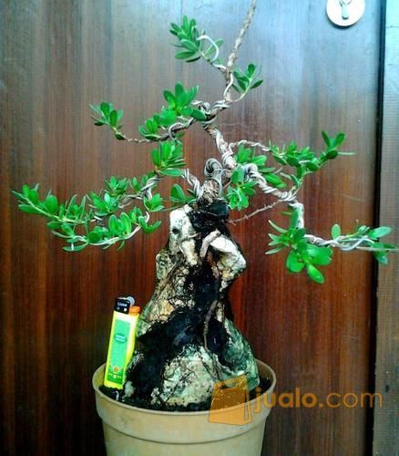 Bonsai bahan Santigi di Batu small size (kode-226)