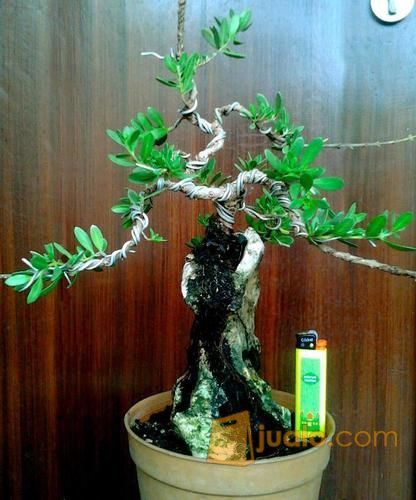 Bonsai bahan Santigi di Batu small size (kode-226)