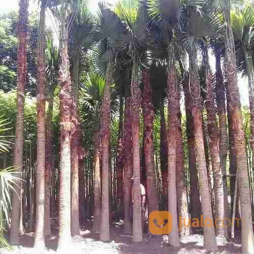 Pohon Palem Sadeng 081292127731