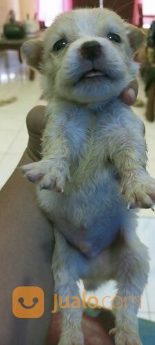 Anak anjing mix Chihuahua betina usia 1,5 bln