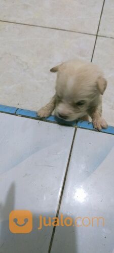 Anak anjing mix Chihuahua betina usia 1,5 bln