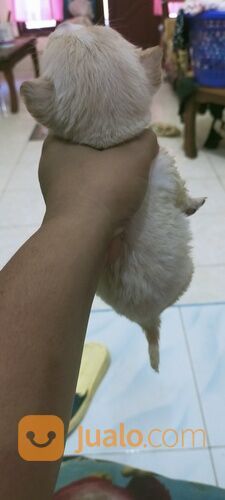Anak anjing mix Chihuahua betina usia 1,5 bln