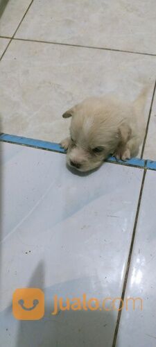 Anak anjing mix Chihuahua betina usia 1,5 bln